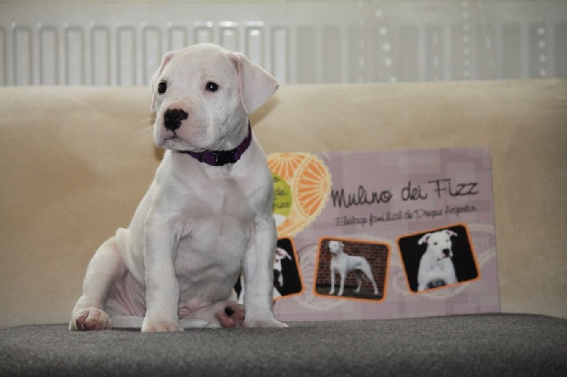 Mulino Dei Fizz - Chiots disponibles - Dogo Argentino